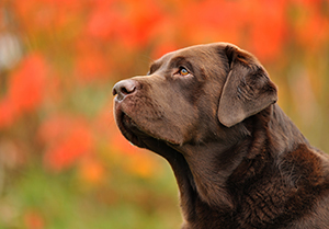 Heidelberg Hills Labradors