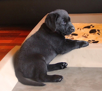 Heidelberg Hills Labradors