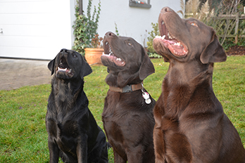 Heidelberg Hills Labradors