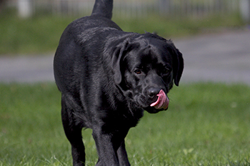 Heidelberg Hills Labradors