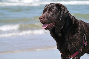 Heidelberg Hills Labradors