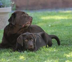 Heidelberg Hills Labradors