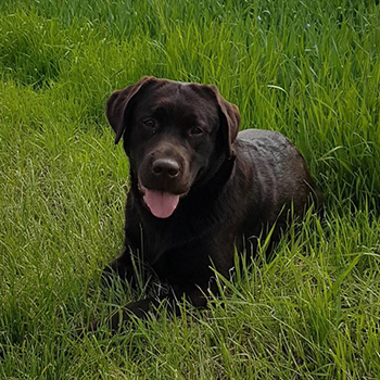 Heidelberg Hills Labradors