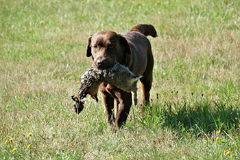 Heidelberg Hills Labradors