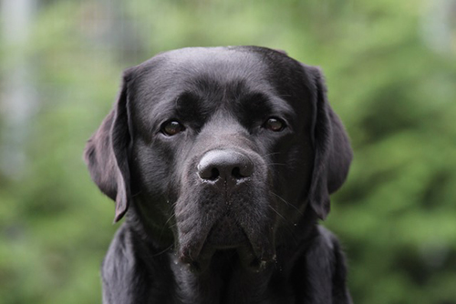 Heidelberg Hills Labradors