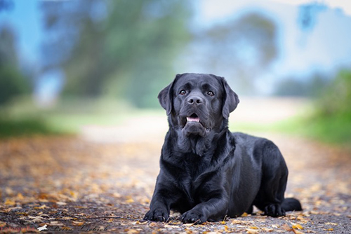 Heidelberg Hills Labradors