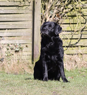 Heidelberg Hills Labradors