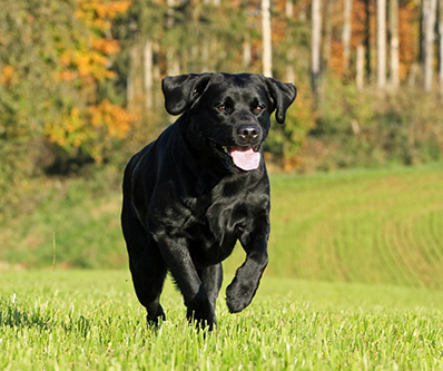 Heidelberg Hills Labradors