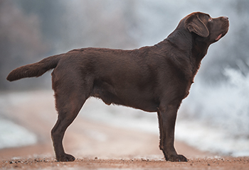 Heidelberg Hills Labradors