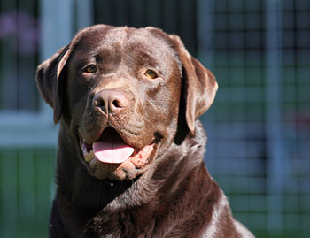 Heidelberg Hills Labradors