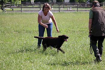 Heidelberg Hills Labradors