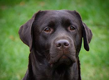 Heidelberg Hills Labradors