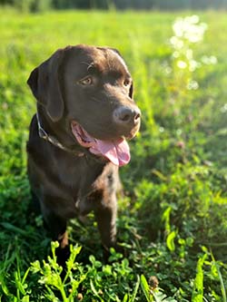 Heidelberg Hills Labradors