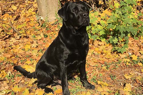 Heidelberg Hills Labradors