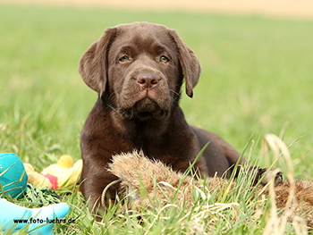 Heidelberg Hills Labradors