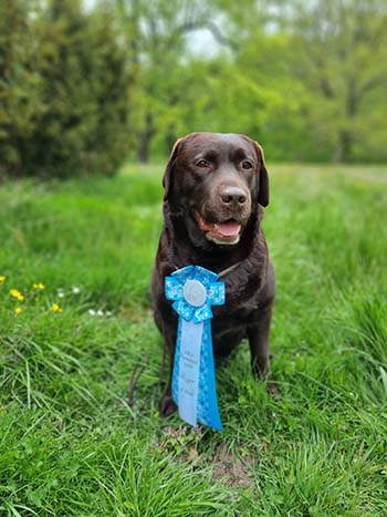 Heidelberg Hills Labradors