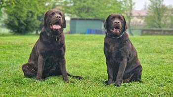 Heidelberg Hills Labradors