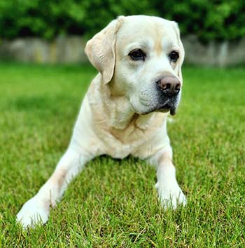 Heidelberg Hills Labradors