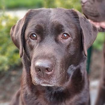 Heidelberg Hills Labradors