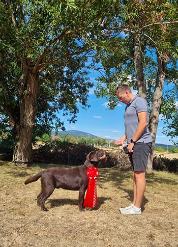 Heidelberg Hills Labradors