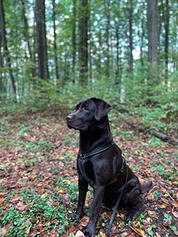 Heidelberg Hills Labradors