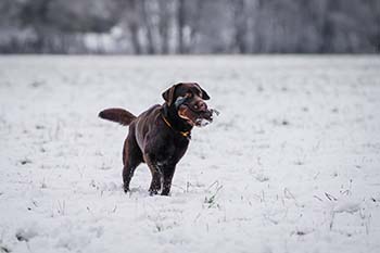 Heidelberg Hills Labradors