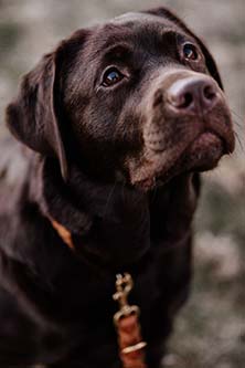 Heidelberg Hills Labradors