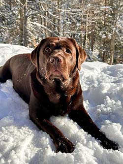 Heidelberg Hills Labradors