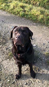 Heidelberg Hills Labradors