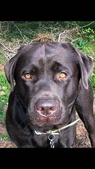 Heidelberg Hills Labradors