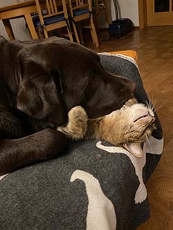 Heidelberg Hills Labradors