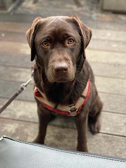 Heidelberg Hills Labradors