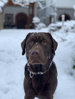 Heidelberg Hills Labradors