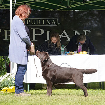 Heidelberg Hills Labradors