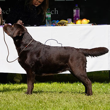 Heidelberg Hills Labradors