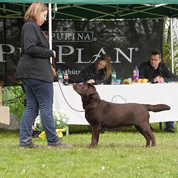 Heidelberg Hills Labradors