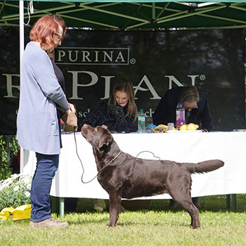 Heidelberg Hills Labradors