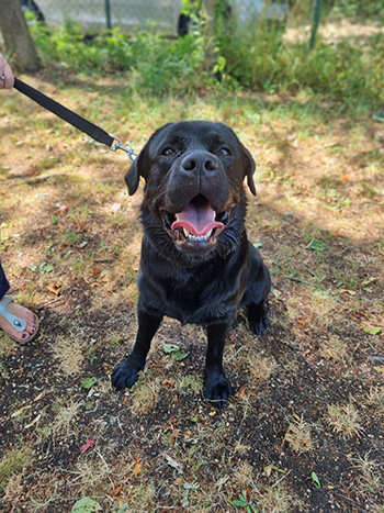 Heidelberg Hills Labradors