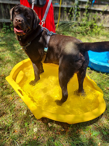 Heidelberg Hills Labradors