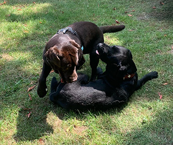 Heidelberg Hills Labradors