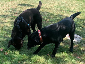 Heidelberg Hills Labradors