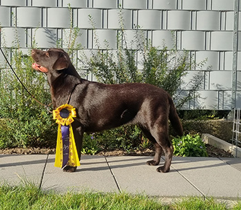 Heidelberg Hills Labradors