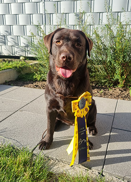 Heidelberg Hills Labradors