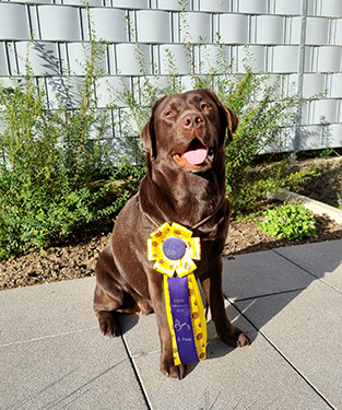 Heidelberg Hills Labradors