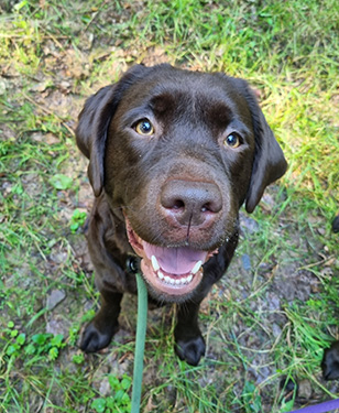 Heidelberg Hills Labradors