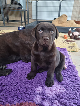 Heidelberg Hills Labradors