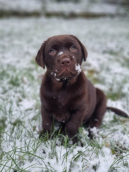 Heidelberg Hills Labradors