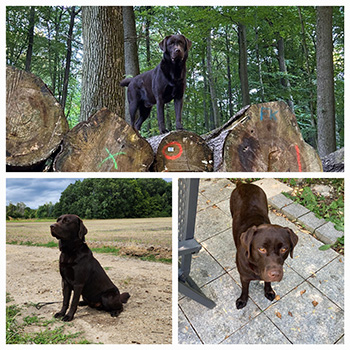 Heidelberg Hills Labradors