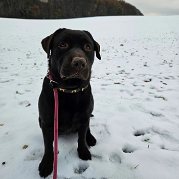 Heidelberg Hills Labradors