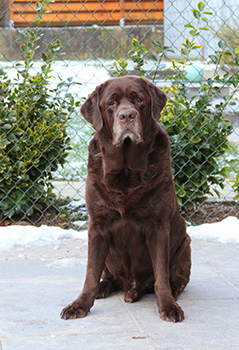 Heidelberg Hills Labradors